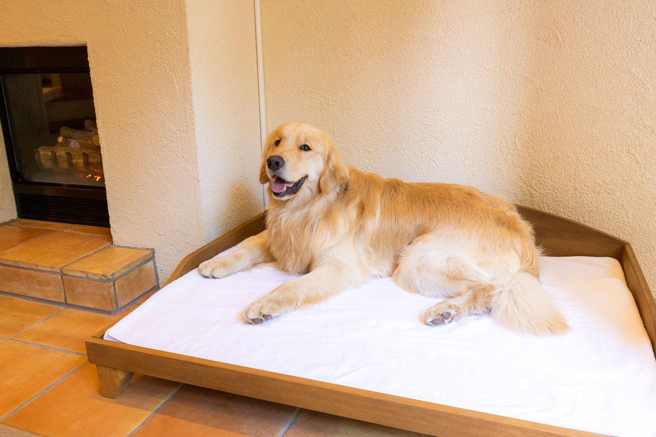 愛犬専用の木製ベッド